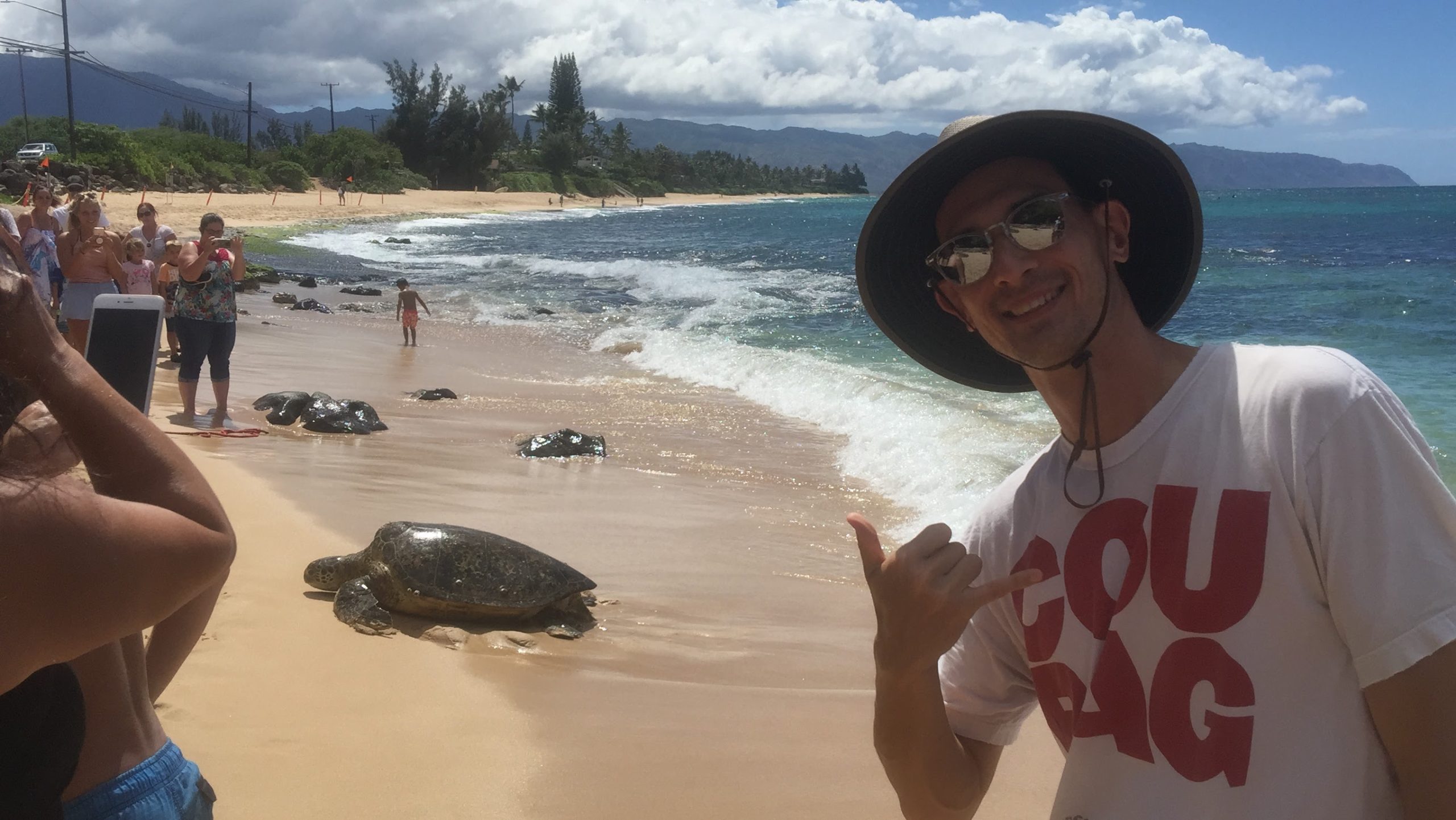 Laniakea beach turtle