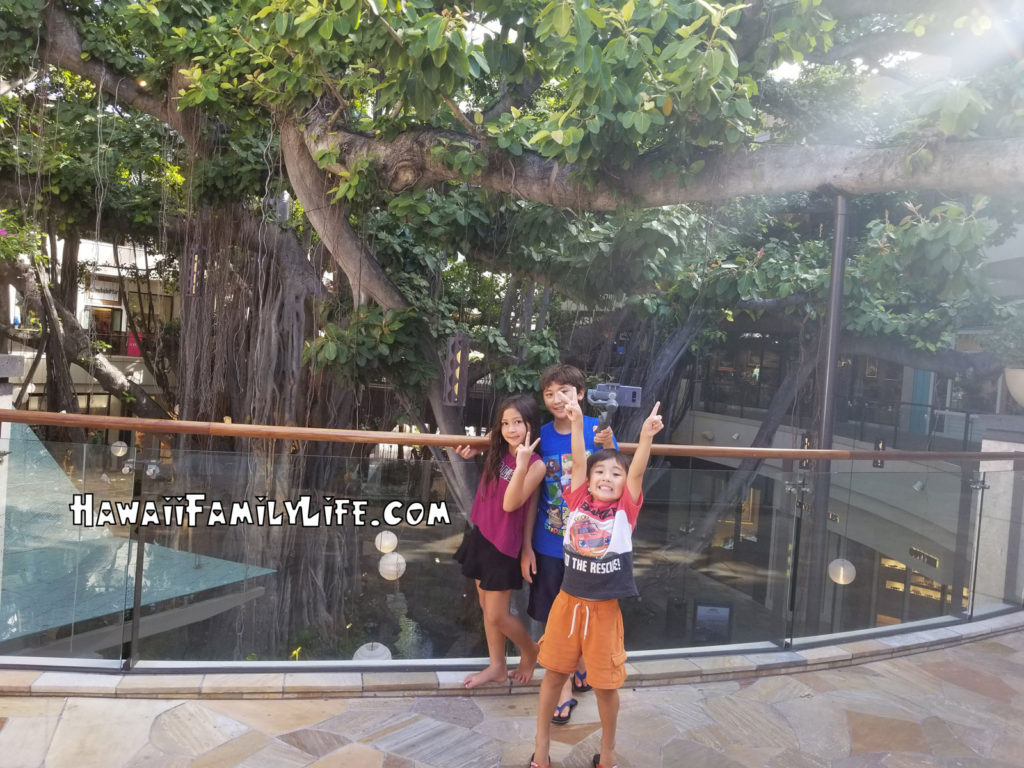 International Market Place with Banyan Tree in the back