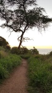 Path to a beach near a condo and hotel