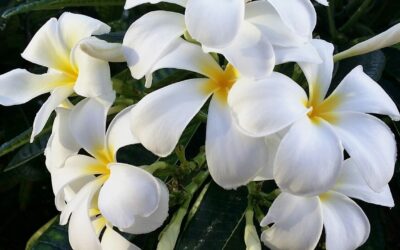 29+ Fun Facts About Hawaii!