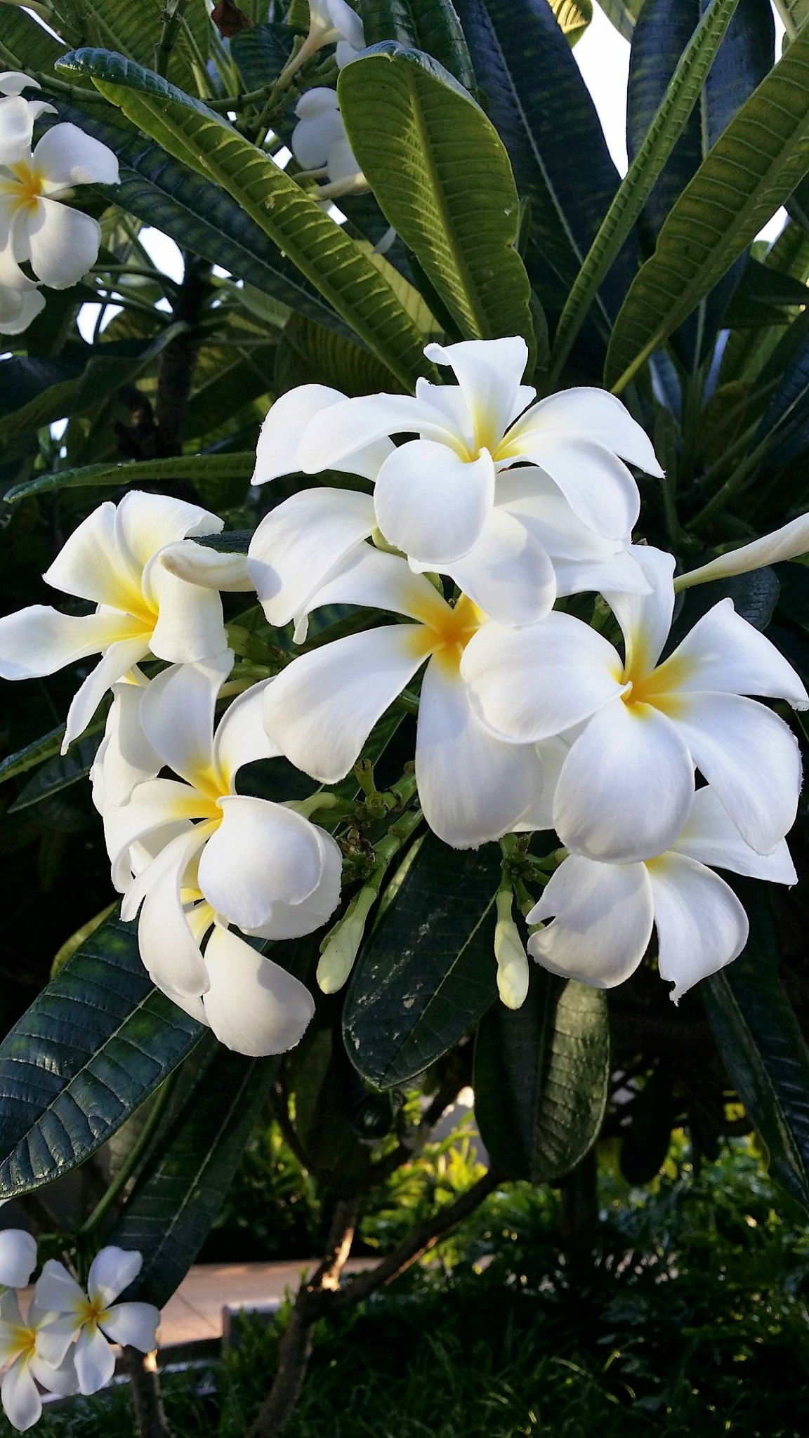 Plumeria