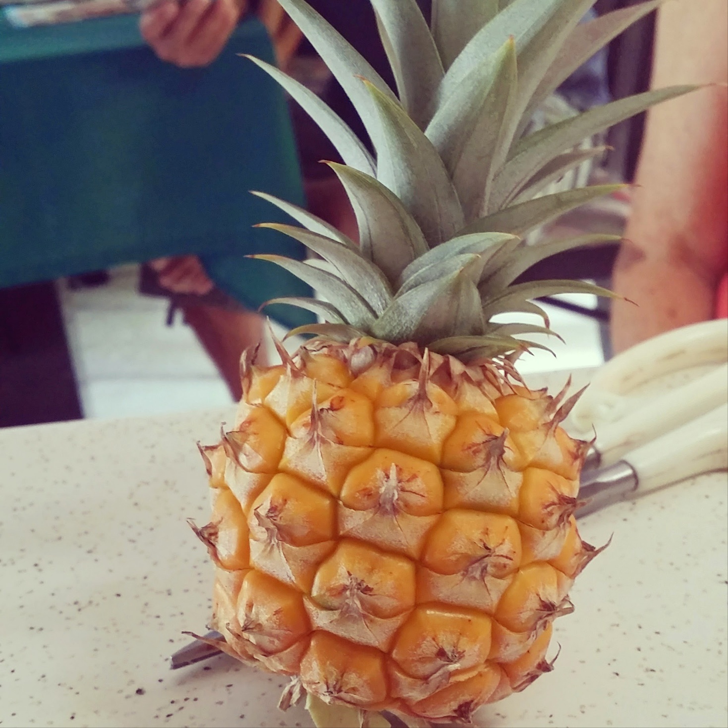 Tiny Pineapple Pineapple from Hawaii that grandpa grew